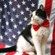 JD Vance new Cat logo