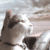 Driftin Cat logo