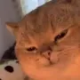 IranCat