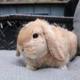 Potato the Bunny kidnapped logo