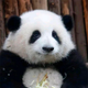 HUA HUA | 花花 logo