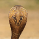 Cobra logo