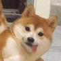 Money dog