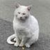 Frank The Cat  logo