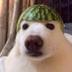 Melon Dog logo