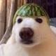 Melon Dog logo