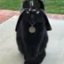 DARTHCAT logo