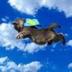 flyingcat logo