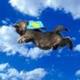 flyingcat logo
