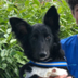 FIRST NEURALINK DOG logo
