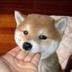 Most Viral Japanse Dog Hamu logo
