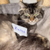 pumpfun coins dead send my cat logo