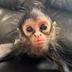 Baby spider monkey logo