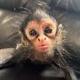 Baby spider monkey logo