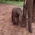 Zigi the elephant logo