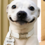 BUDDY