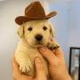 PNUTDOG