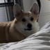 New Dog Morning Routine logo