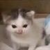 German Cat Meme logo