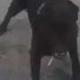 AXON Dog killed by police logo