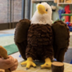 Whitehouse Eagle logo