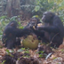 Chimps Found Partying  logo