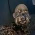 bald dog logo