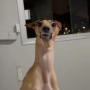 MILO