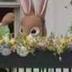 White House Bunny logo