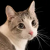 Cat - most googled cat logo