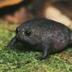 No.1 Tiktok Black Frog logo