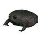 No.1 Tiktok Black Frog logo