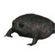 No.1 Tiktok Black Frog logo