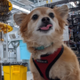 Qubit The Quantum Dog logo