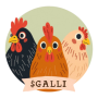 Galli