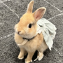 Ku-chan