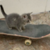 Skateboard Cat logo