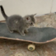 Skateboard Cat logo