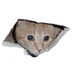 CEILING CAT logo
