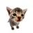 Elgatito