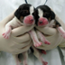 New Cloned Beagles logo