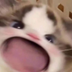 WAWA CAT logo