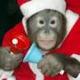 Xmas Ape logo