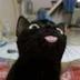 TROLLCAT logo