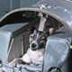 Justice For Laika logo