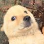 DOGE2