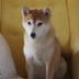 New X Shiba logo
