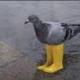 Pigeon Wif Boots logo