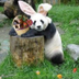 China's New Easter Panda Mascot logo