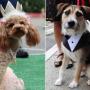 Puppy Prom